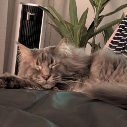 Muriel